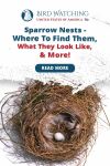 Sparrow Nests: Where To Find Them, What They Look Like & More Thumbnail