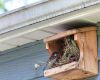 bird house containing a sparrow nest