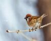 a sparrow collecting material