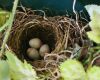 sparrow dome shaped nest