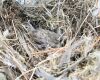 a sparrow nest with a baby