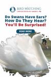 Do Swans have Ears? How do they hear? You'll be Surprised! Thumbnail