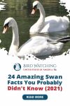 24 Amazing Swan Facts You Probably Didn't Know (2021) Thumbnail