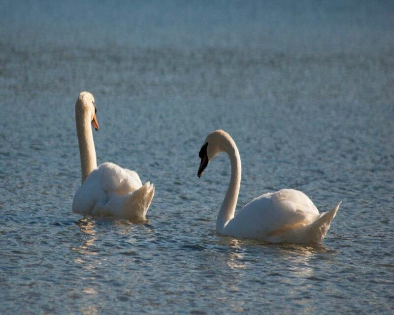 24 Amazing Swan Facts You Probably Didn't Know (2021)