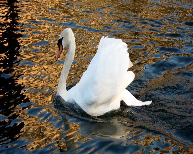 24 Amazing Swan Facts You Probably Didn't Know (2021)