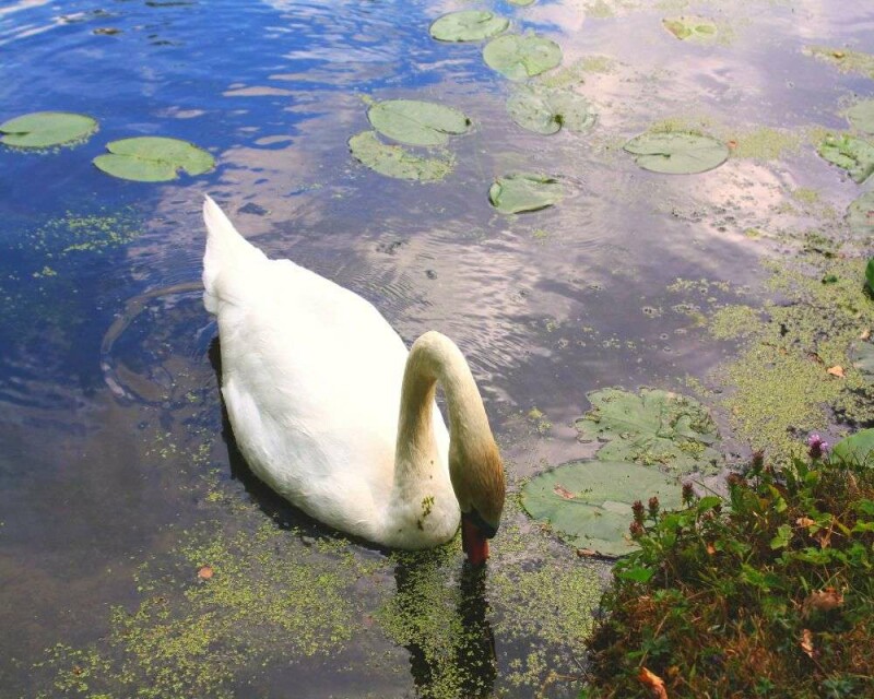 24 Amazing Swan Facts You Probably Didn't Know (2021)