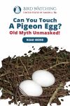 Can You Touch Pigeon Eggs? Old Myth Unmasked! Thumbnail