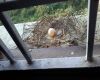 an abandoned egg