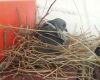 female pigeon incubating eggs