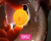 fertile pigeon egg