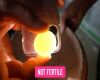 infertile pigeon egg