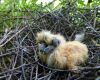 pigeon chicks