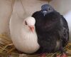 pigeon couple