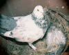pigeon in nest
