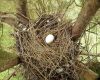 single egg placed in nest