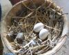 two pigeons eggs