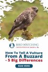 How To Tell a Vulture from A Buzzard? 8 Big Differences! Thumbnail