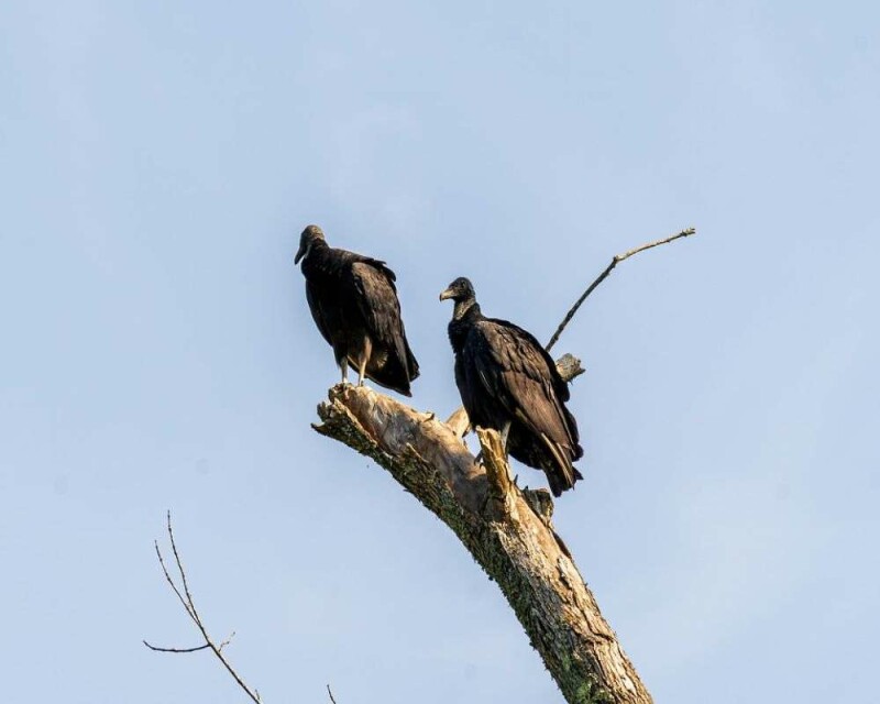 How To Tell a Vulture from A Buzzard? 8 Big Differences!