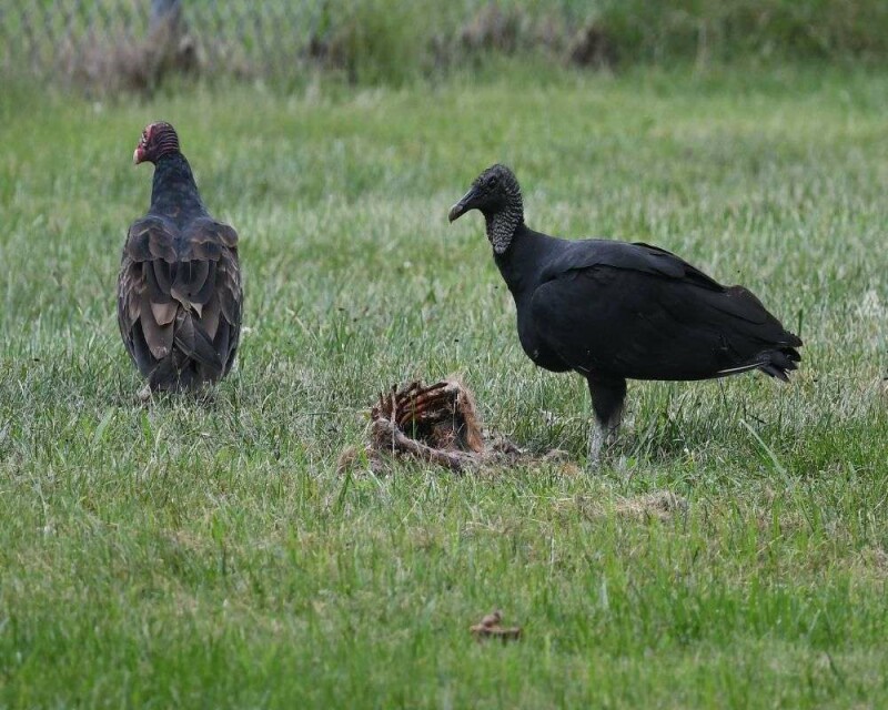 How Powerful Is Vulture Smell Exactly? Compared To Humans?