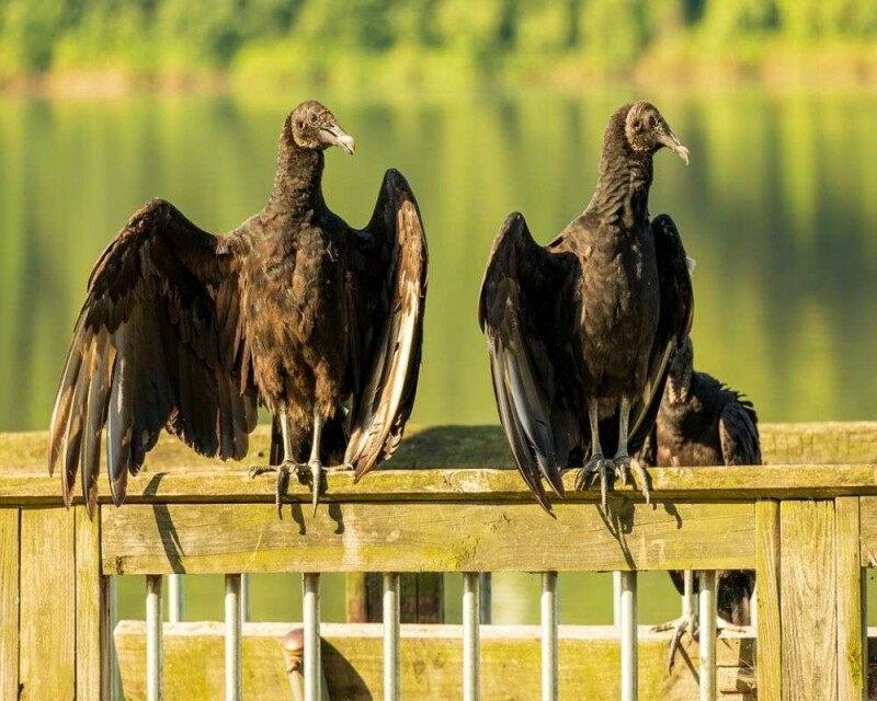 How Powerful Is Vulture Smell Exactly? Compared To Humans?