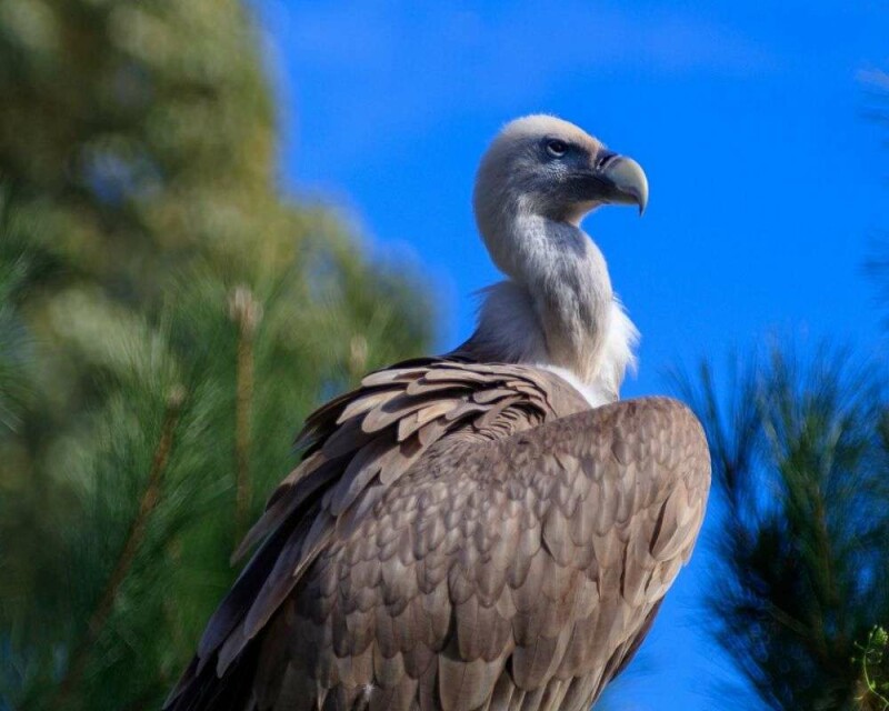 How Powerful Is Vulture Smell Exactly? Compared To Humans?