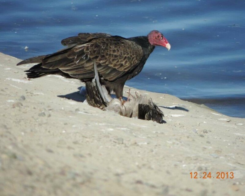 How Powerful Is Vulture Smell Exactly? Compared To Humans?