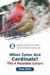 What Color Are Cardinals? The 4 Possible Colors Thumbnail