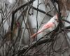 an albino-cardinal