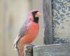 dull red cardinal