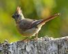 a female cardinal