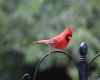 a male cardinal
