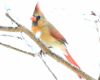 a pale yellow cardinal