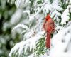 a red cardinal