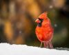 solid red cardinal