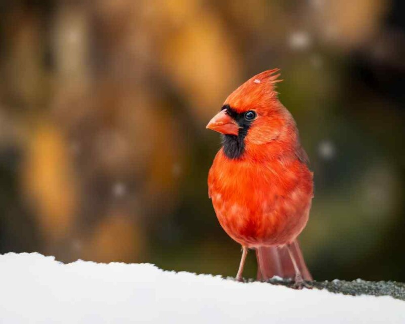 What Color Are Cardinals? The 4 Possible Colors