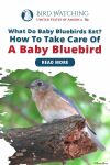 What Do Baby Bluebirds Eat? How to Take Care of Baby Bluebirds Thumbnail