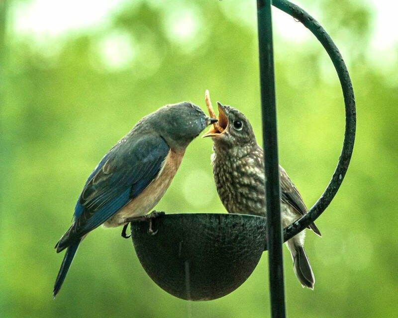 What Do Baby Bluebirds Eat? How to Take Care of Baby Bluebirds