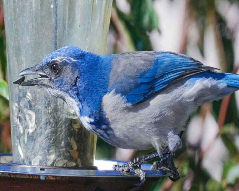 What Do Baby Bluebirds Eat? How to Take Care of Baby Bluebirds