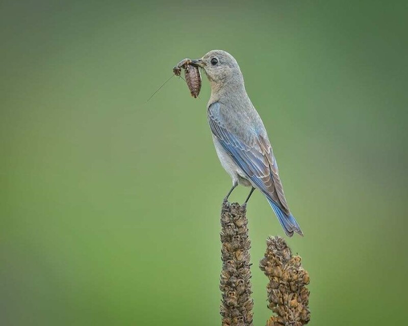 What Do Baby Bluebirds Eat? How to Take Care of Baby Bluebirds