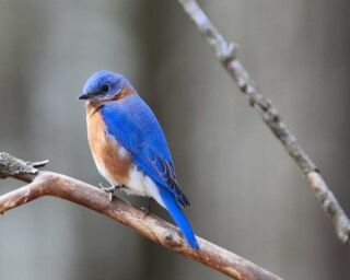 What Do Baby Bluebirds Eat? How to Take Care of Baby Bluebirds