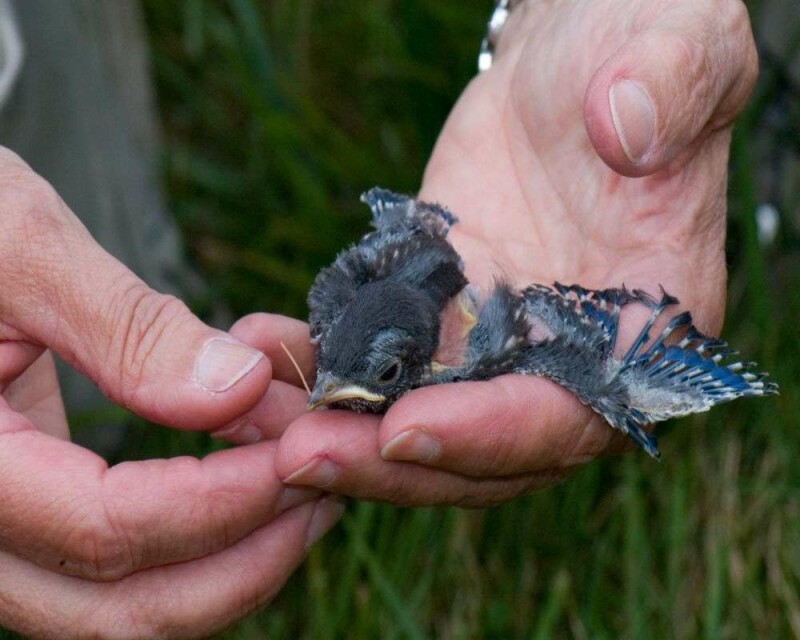 What Do Baby Bluebirds Eat? How to Take Care of Baby Bluebirds