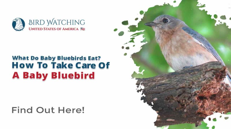 What Do Baby Bluebirds Eat? How to Take Care of Baby Bluebirds