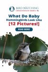 What Do Baby Hummingbirds Look Like? [12 Pictures!] Thumbnail