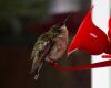 a baby hummingbird