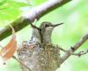 a baby hummingbird in nest