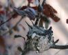 baby hummingbirds in nest