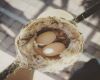 hummingbird eggs