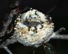 hummingbird nest