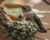 a mother hummingbird
