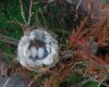 two hummingbird eggs